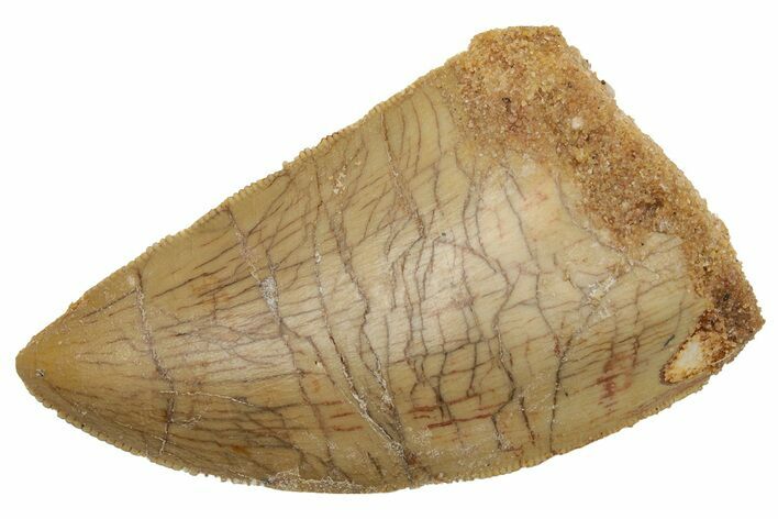 Serrated, Carcharodontosaurus Tooth - Thick Tooth #225491